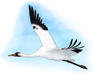 North American Birds Images Prints: Whooping Crane