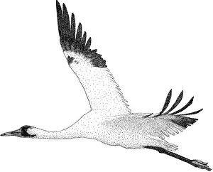 Black And White Bird Images Prints: Whooping Crane