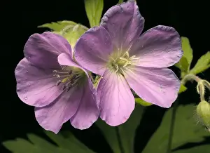 Wild Geranium Prints: Wild Geranium