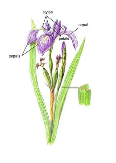 Iridaceae Family Prints: Wild Iris