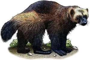American Wildlife Art Prints: Wolverine