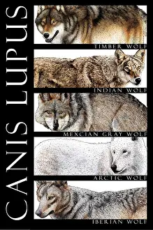 Nature Posters Prints: Wolves of the World