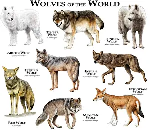 Prints of Collage of various species of wolf - canis lupus Red Wolf Prints: Wolves of the World Print - Canis lupus Species Collage