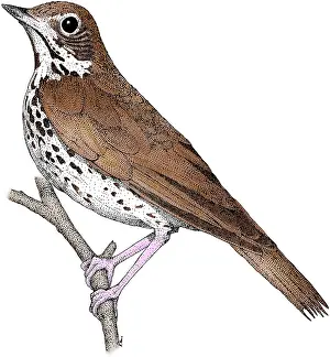 Birds Of America Illustrations Prints: Wood Thrush
