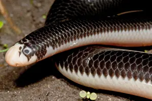 Herpetology Images Prints: Worm Snake