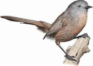 Wildlife Art Prints: Wrentit