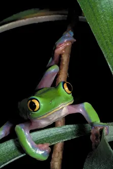 Tree Dwelling Animals Prints: Yellow eye leaf frog