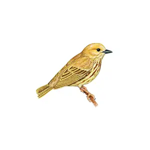 Wildlife Passerine Birds Prints: Yellow Warbler
