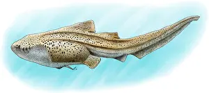 Zebra Shark Print - A Stegostoma fasciatum Illustration
